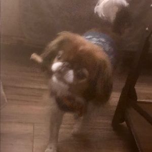 Meet your Posher, Elizabeth